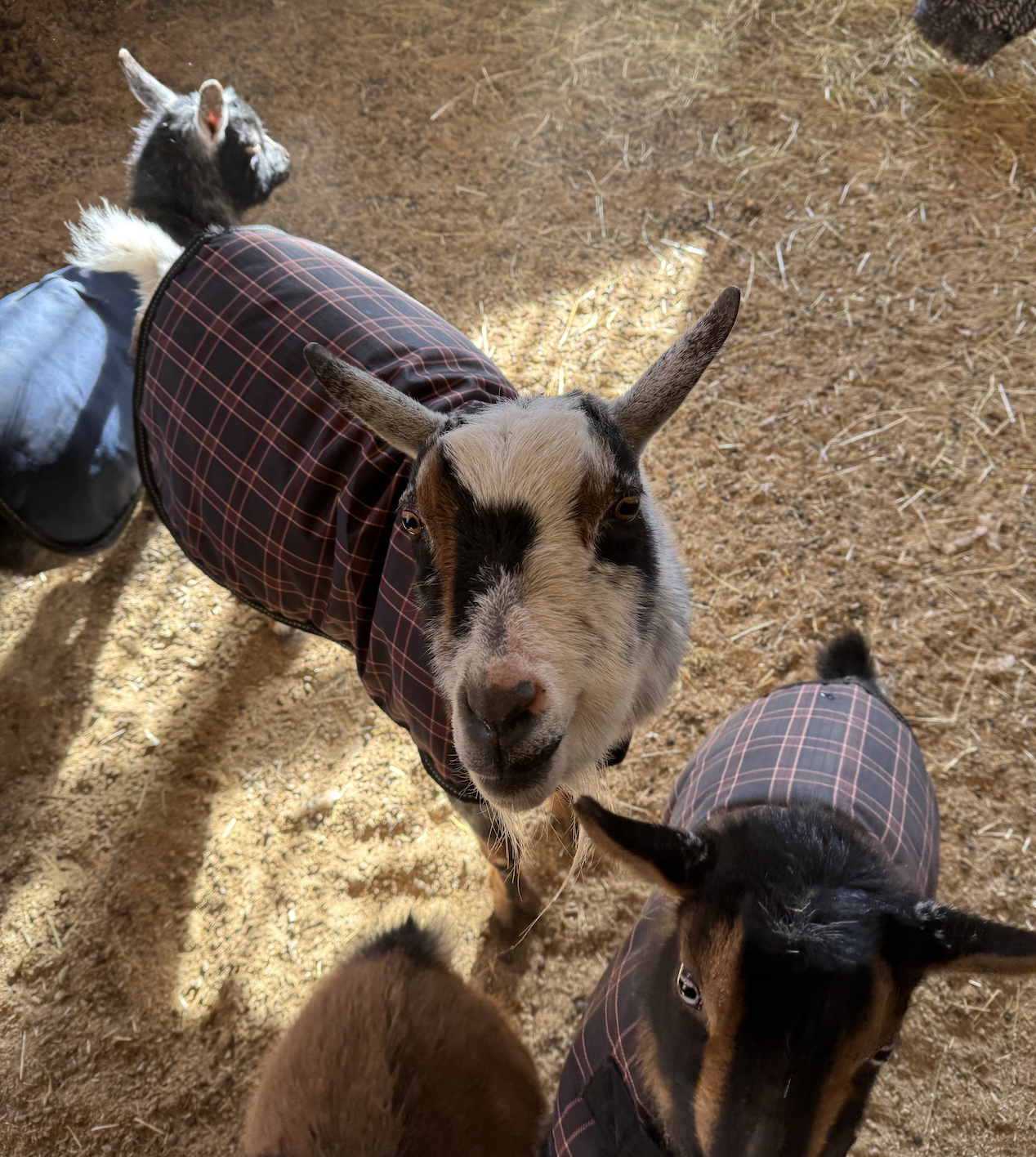 Customizing a Coat for an Ungrateful Goat